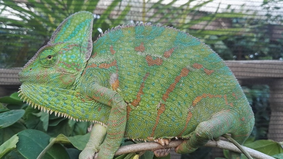 veiled-chameleon